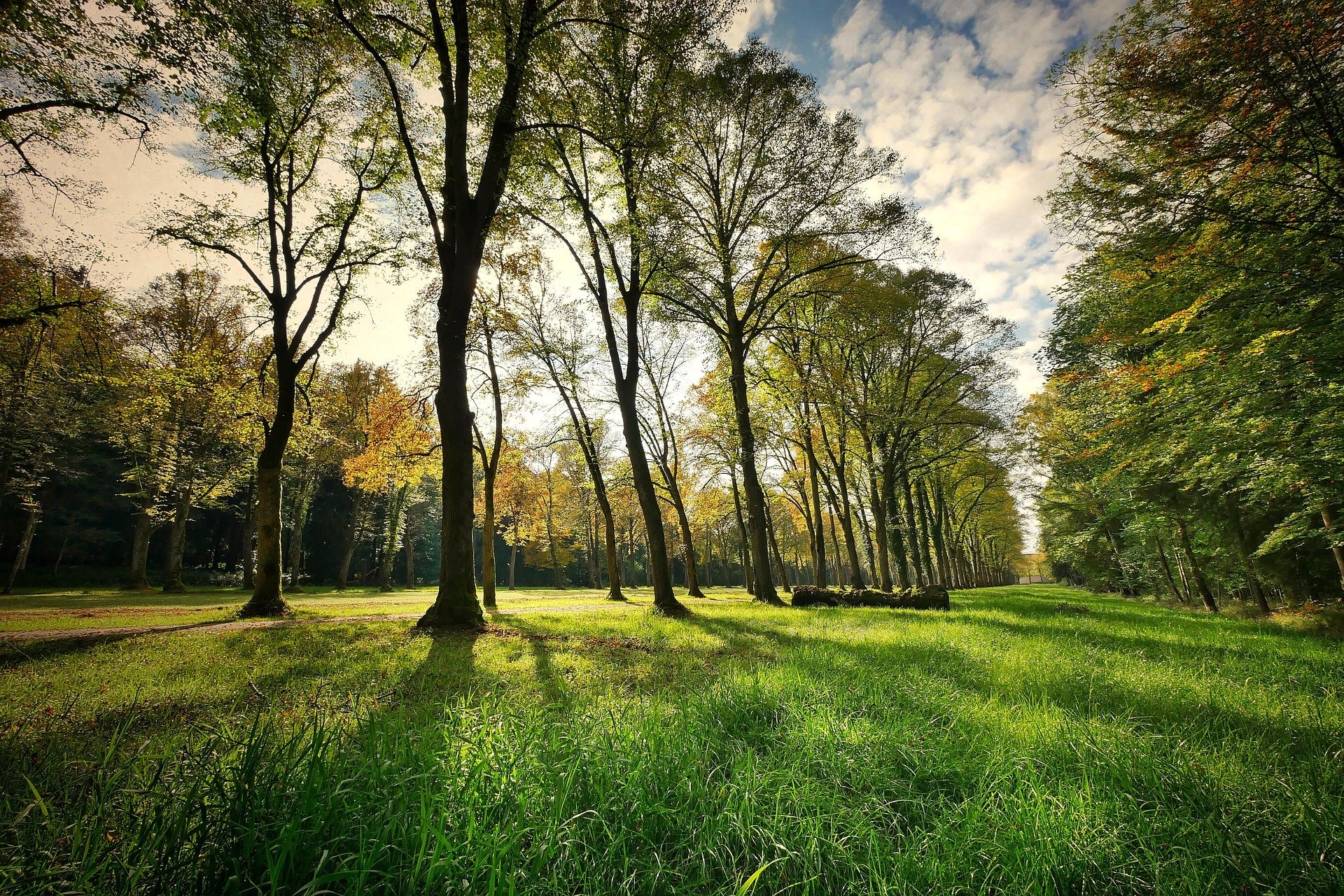 trees-3076834-1920